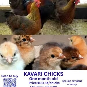 KAVARI CHICKS காவரி சிக்ஸ்