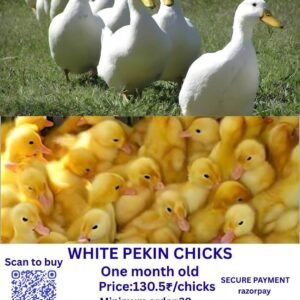 white pekin chicks வெள்ளை பெக்கின் சிக்ஸ்