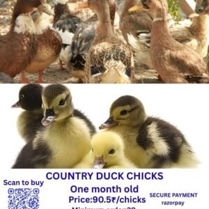 Country duck chicks நாட்டு வாத்து குஞ்சுகள்
