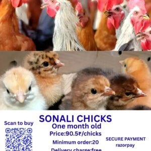 SONALI CHICKS சோனாலி சிக்ஸ்