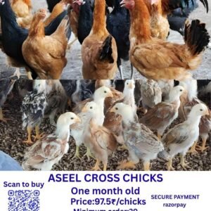 ASEEL CROSS CHICKS அசீல் கிராஸ் குஞ்சுகள்