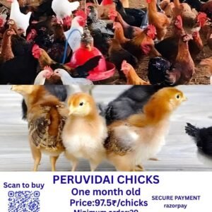 PERUVIDAI CHICKS பெருவிடை சிக்ஸ்