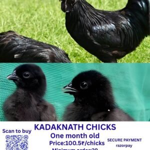 KADAKNATH CHICKS கடக்நாத் கோழிகள்