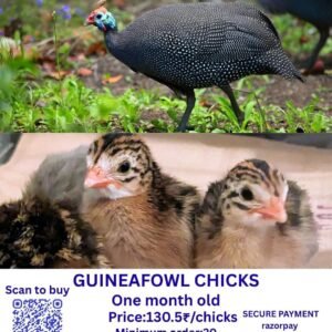 Guineafowl chicks கினிக்கோழி குஞ்சுகள்