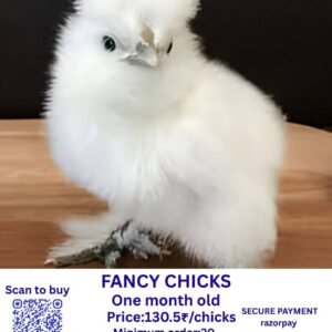 Fancy chicks ஃபேன்ஸி சிக்ஸ்