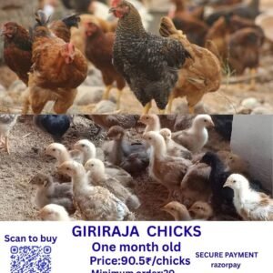 Giriraja chicks கிரிராஜா சிக்ஸ்