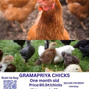 Gramapriya chicks கிராமப்ரியா சிக்ஸ்