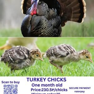Turkey chicks வான்கோழி சிக்ஸ்
